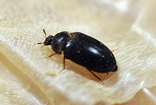 まだら模様の小さい甲虫 ヒメマルカツオブシムシを見たら注意すべき事 その他 害虫なるほど知恵袋