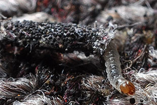 まだら模様の小さい甲虫 ヒメマルカツオブシムシを見たら注意すべき事 その他 害虫なるほど知恵袋