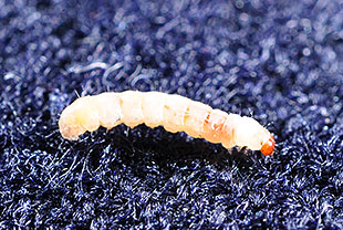 コイガの幼虫（体長約6mm）
