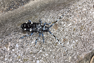 カンキツ類・カエデ類・バラ科の害虫 ゴマダラカミキリ （体長約25～35mm）