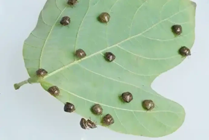 葉裏に潜むマルカメムシ