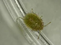 主に4~7月にかけて、幼虫が発生する。寄生植物を吸汁して成長していく。幼虫は背面に毛が密集しているのが特徴。