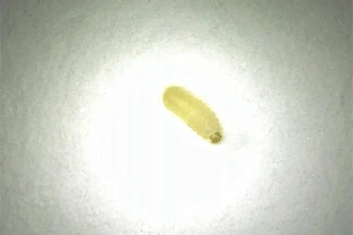 タバコシバンムシの幼虫(体長約3~4mm)