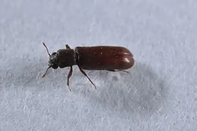 ヒラタキクイムシの成虫(体長2.2mm~7.0mm)