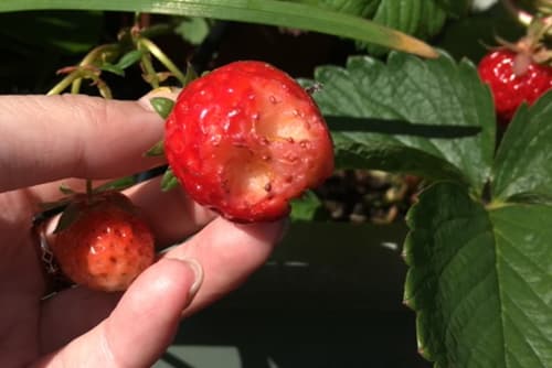 ナメクジはどこからやってくる カタツムリとの違いはどこ その他 害虫なるほど知恵袋