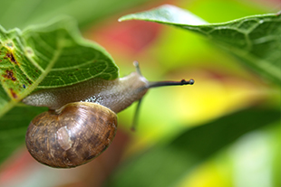 ナメクジはどこからやってくる カタツムリとの違いはどこ その他 害虫なるほど知恵袋