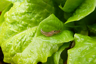 野菜の葉と葉の間に隠れるナメクジ