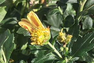 花びらや蕾もナメクジの好物