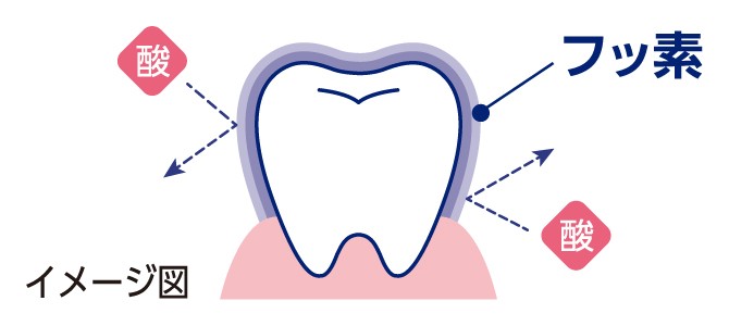 フッ素がお口にとどまって、むし歯を予防