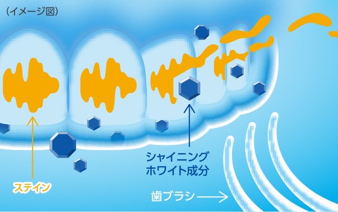 蓄積したステイン（着色よごれ）を取りのぞきツヤめく本来の白い歯へ