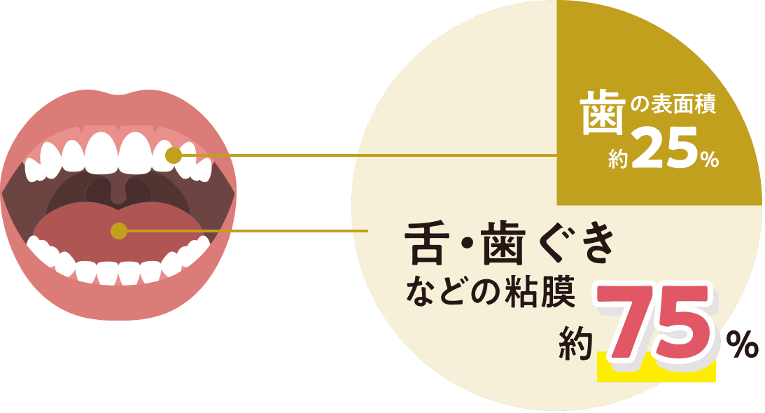 「歯の表面積約25%」「舌・歯ぐきなどの粘膜約75%」の円グラフ