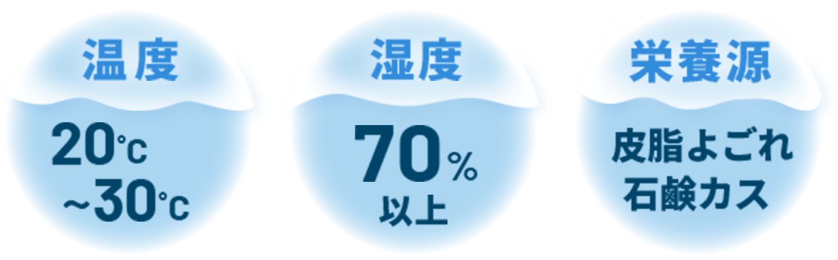 温度 20℃〜30℃ 湿度70%以上 栄養源 皮脂よごれ 石鹸カス