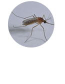 アカイエカ【主に夜間に活動】