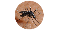ヒトスジシマカ（ヤブカ）【主に昼間に活動】