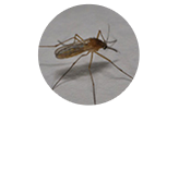 チカイエカ【冬でも地下などで活動】