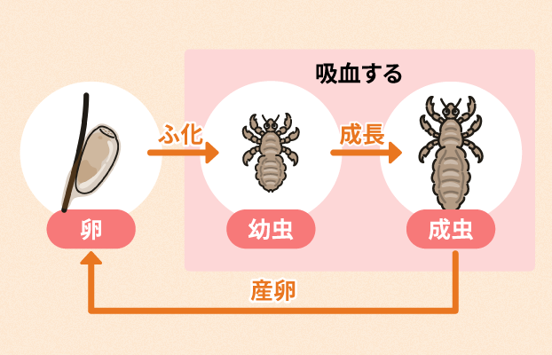 卵から成虫になるまでの繁殖サイクル 幼虫から成虫が吸血をする