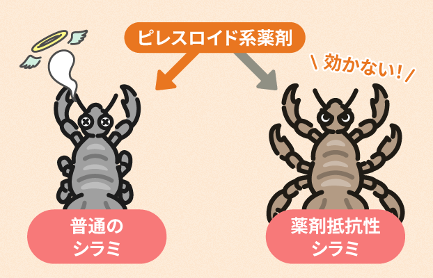 イメージ画像:ピレスロイド系薬剤で駆除できる普通のシラミと、効かない薬剤抵抗性シラミ