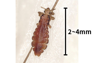 アタマジラミの写真 全長2〜4mm