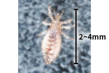 コロモジラミの写真 全長2〜4mm
