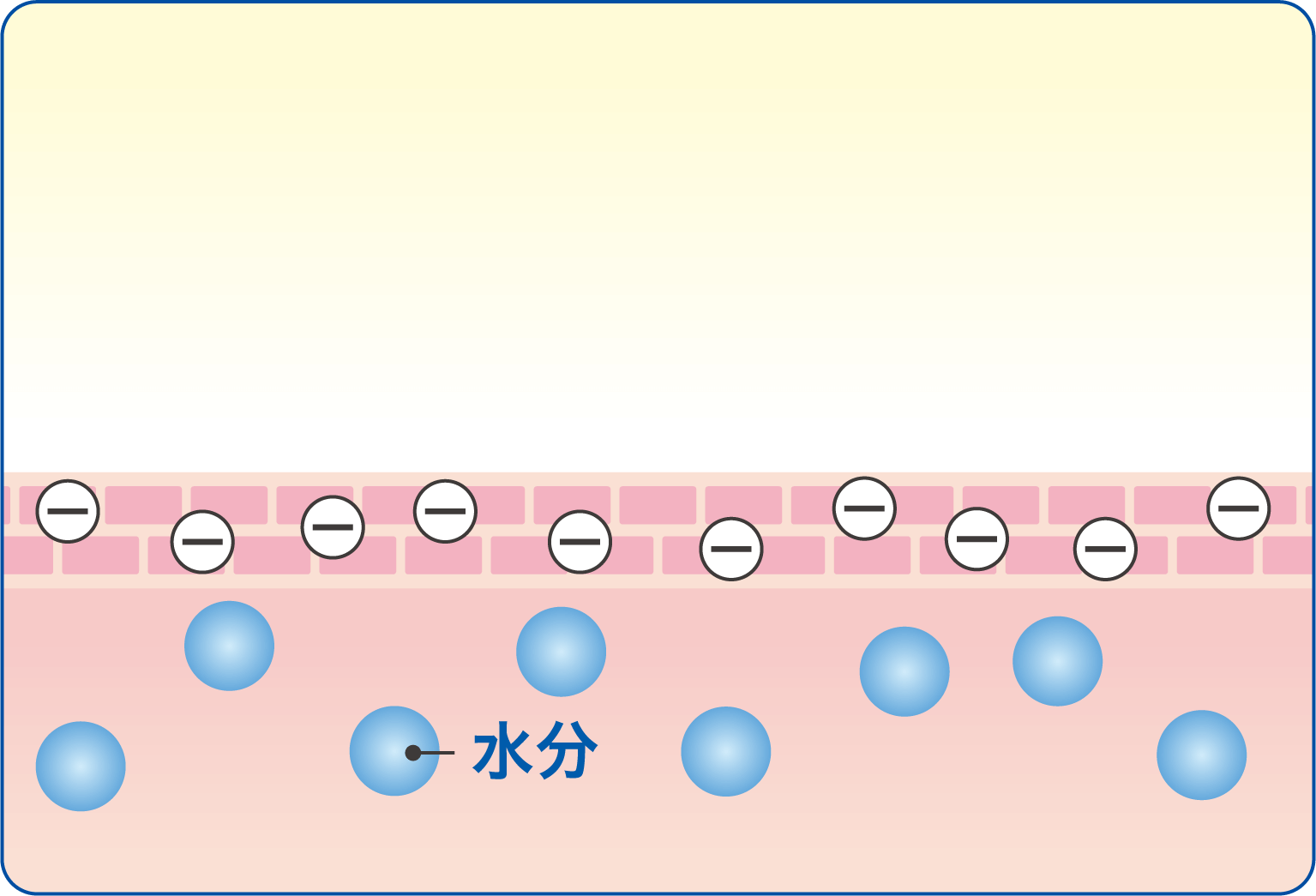 肌はマイナスに帯電のイメージ図