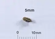 ハツカネズミの糞(フン)