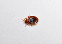 トコジラミの成虫 (体長約4.5~5mm)