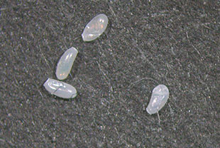 トコジラミの卵(約1mm) 写真提供:(財)日本環境衛生センター環境生物部