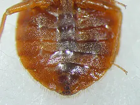 トコジラミの成虫の腹部 写真提供 :(一財)日本環境衛生センター環境生物部