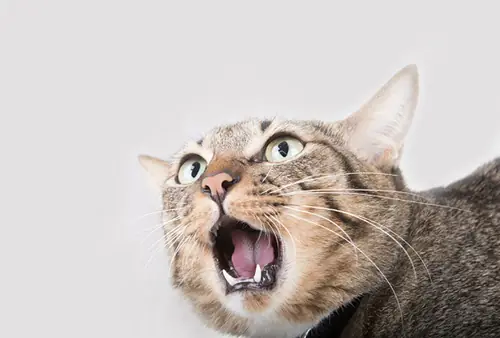 人類の敵ゴキブリにも、苦手なものがある!?